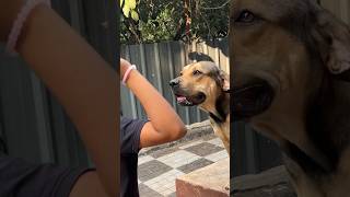 Dog barking training 😎🔫 shortvideo [upl. by Leanne835]