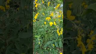 How to grow a green mulch  Sunn Hemp Crotalaria juncea [upl. by Hadeis]