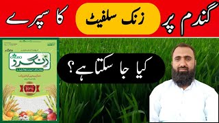 Use of Zinc Sulphate as Foliar Spray on Wheat  Bilal Kanju Official [upl. by Llerad955]