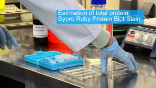 Reverse Phase Protein Array  RPPA [upl. by Caleb]