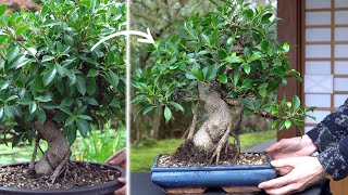 Making a Ficus Bonsai tree [upl. by Enawd]