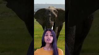 1 quotElephant Why Cant Jumpquot😯 english facts [upl. by Esac]