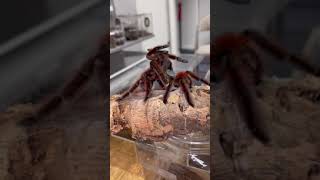 Versicolor Antilles pink toe breeding These t’s breed super easy 1 of th Most beautiful tarantulas [upl. by Fionna]