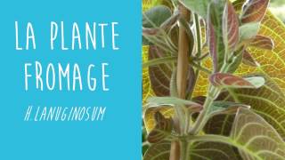 La Plante fromage une plante comestible au goût surprenant [upl. by Sirrah61]