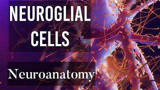 Chapter 4 Neuroglial cells  Glial cells types  Neuroanatomy basics [upl. by Eibor]