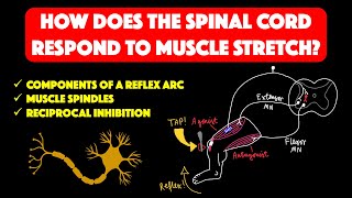 Spinal cord stretch reflex and muscle spindles [upl. by Assirrac]