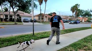 How to Train Puppy to Heel and Walk Next to You  Amstaff Puppy [upl. by Grimaud]