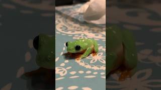 Black Eyed Tree Frog Learns to Use Cricket Bowl relaxing Frog Pets TreeFrog [upl. by Philipa40]