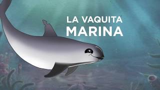 Expedición Vaquita 2017 animación [upl. by Tyson31]