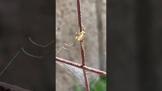 Masked Marsh spider Leucauge festiva Tetragnathidae nature spider [upl. by Arundel649]