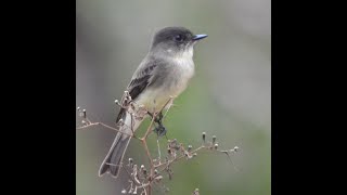 Eastern Phoebe in Central Texas [upl. by Hnahc]