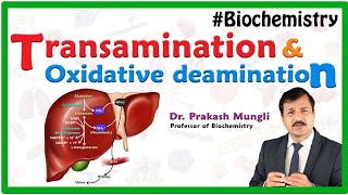 Transamination and oxidative deamination Animation  Biochemistry by Dr Prakash Mungli [upl. by Temirf442]