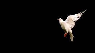 Beautiful white dove flying [upl. by Liss]