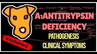 Alpha 1 Antitrypsin deficiency Pathogenesis Etiology Clinical symptoms [upl. by Margarita687]