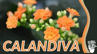 CALANDIVA Information and Grow Tips Kalanchoe blossfeldiana [upl. by Cassi]