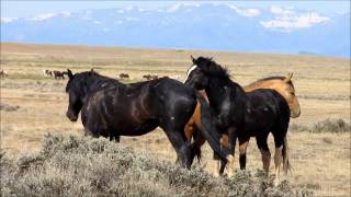 Wild Stallions fighting 2 [upl. by Rea]