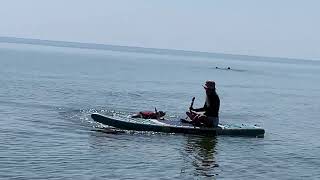 Borst and Momo paddle boarding lakemichigan dogpaddleboard silentwateraports [upl. by Melena395]