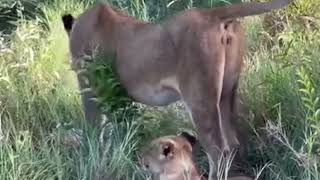 Gingerella Ximungwe Lioness with 2 Cubs  4 February 2024 [upl. by Mobley]