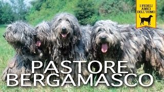 PASTORE BERGAMASCO trailer documentario [upl. by Ogires]