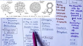 Thallus organisation in algae  in hindi   detailed notes [upl. by Hulbert627]