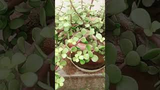 CrassulaKuber plant care shortvideo viralvideo plants gardening [upl. by Yewed]