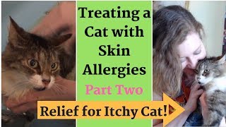 Relief for Itchy Cat Treating Skin Allergies  Home Remedies [upl. by Wivinia310]