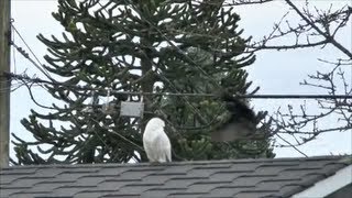 Snowy Owl Gets Unwanted Welcome From Burnaby Crows [upl. by Eustashe]