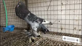 Fantastic fantail pigeon  pouter pigeon  NORWHICH POUTER fancy viral kabutar [upl. by Barnet818]