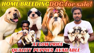 🤯 Quality Dog Selling on Cheap Price in Chennai All breed⁉️petsdogfarmdogkennel [upl. by Otilrac]