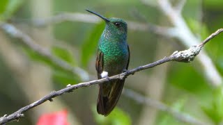 Berylline Hummingbird and its Song [upl. by Maker]