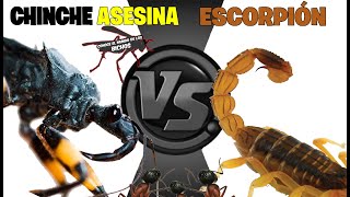 CHINCHE ASESINA VS ESCORPIÓN [upl. by Amedeo]