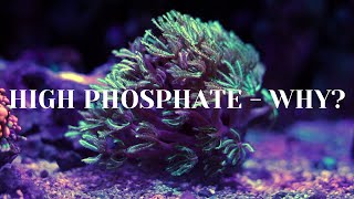 High Phosphates  Explained Why [upl. by Dewitt]