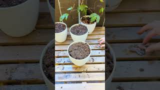 Howto Growing Shamrock Plant Bulbs 💚☘️ oxalis indoorgardening [upl. by Urbani]