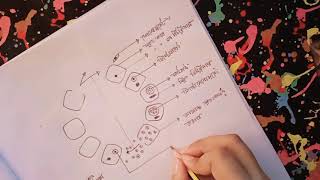 ম্যালেরিয়া পরজীবীর হেপাটিক সাইজোগোনি চক্র  Hepatic Syzogony Diagram  Malaria Parasite Life Cycle [upl. by Ahsatel]