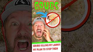 GRUB ATTACK 🐛 Dont Let Grubs Ruin Your Lawn lawncaretips [upl. by Emixam282]