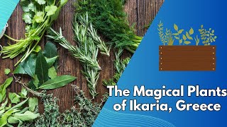 The Magical Plants of Ikaria Greece Nature’s Secrets to Longevity [upl. by Brigitta426]