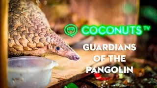 Guardians of the Pangolin The fight to save the worlds most trafficked animal [upl. by Nuncia]