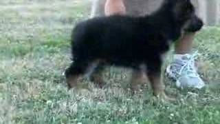 Puppy obedience training at Central PA Schutzhund Club [upl. by Toby29]