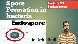 Spore formation in bacteria Endospore and Exospore Lec 13 Prokaryotes in Urdu Hindi By Dr AHadi [upl. by Enaitsirk]