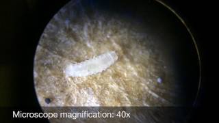 Freshly Hatched BSF Larvae Under The Microscope [upl. by Hanikehs]