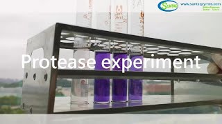 Protease experiment [upl. by Roydd367]