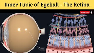 Inner Tunic of Eyeball  The Retina Parts Optic Disc Macula Lutea Layers of retina Blood supply [upl. by Ahtar788]