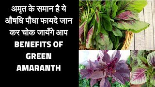 Benefits of green amaranth  Chaulai khane ke fayde  Amazing Benefits of green vegies [upl. by Froma130]