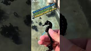 black seahorse microfacts [upl. by Anilra]