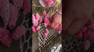 Snail eggs asmr egg snails relaxing remove asmrsounds forestlife [upl. by Afatsum]