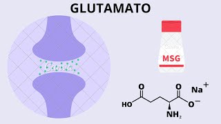 GLUTAMATO Neurotransmisor Bioquímica receptores y fisiología [upl. by Dahaf]