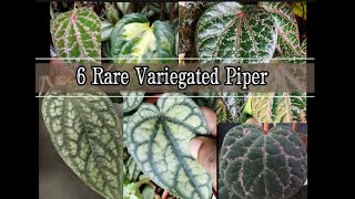 Tropical Plants How to Grow Piper crocatum amp Piper sylvaticum amp Piper Argyrites [upl. by Apfelstadt]