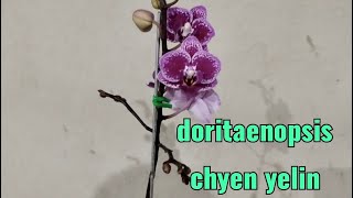 Doritaenopsis Chyen Yelin do Orquidário Fogaça  replante e dicas de cultivo [upl. by Cathi]