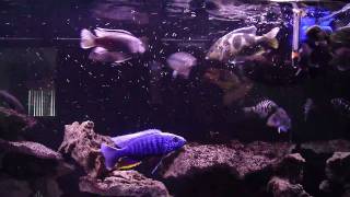 cichlid feeding hikari bio gold [upl. by Eisteb]