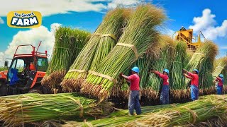 MASSIVE Sugarcane Production This is How Crazy Machinery Process And Refine Sugar [upl. by Simdars746]